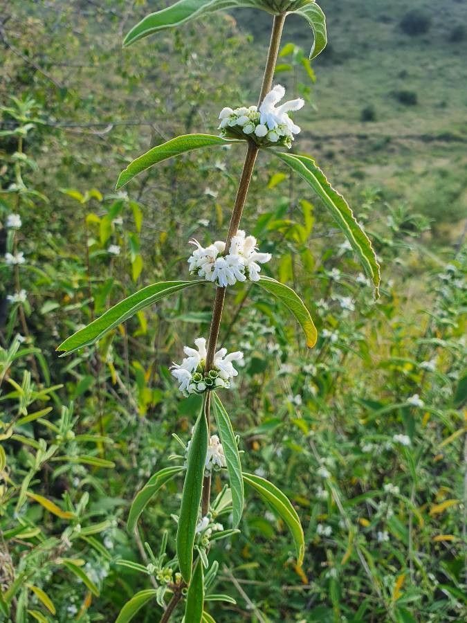Leucas jamesii flower