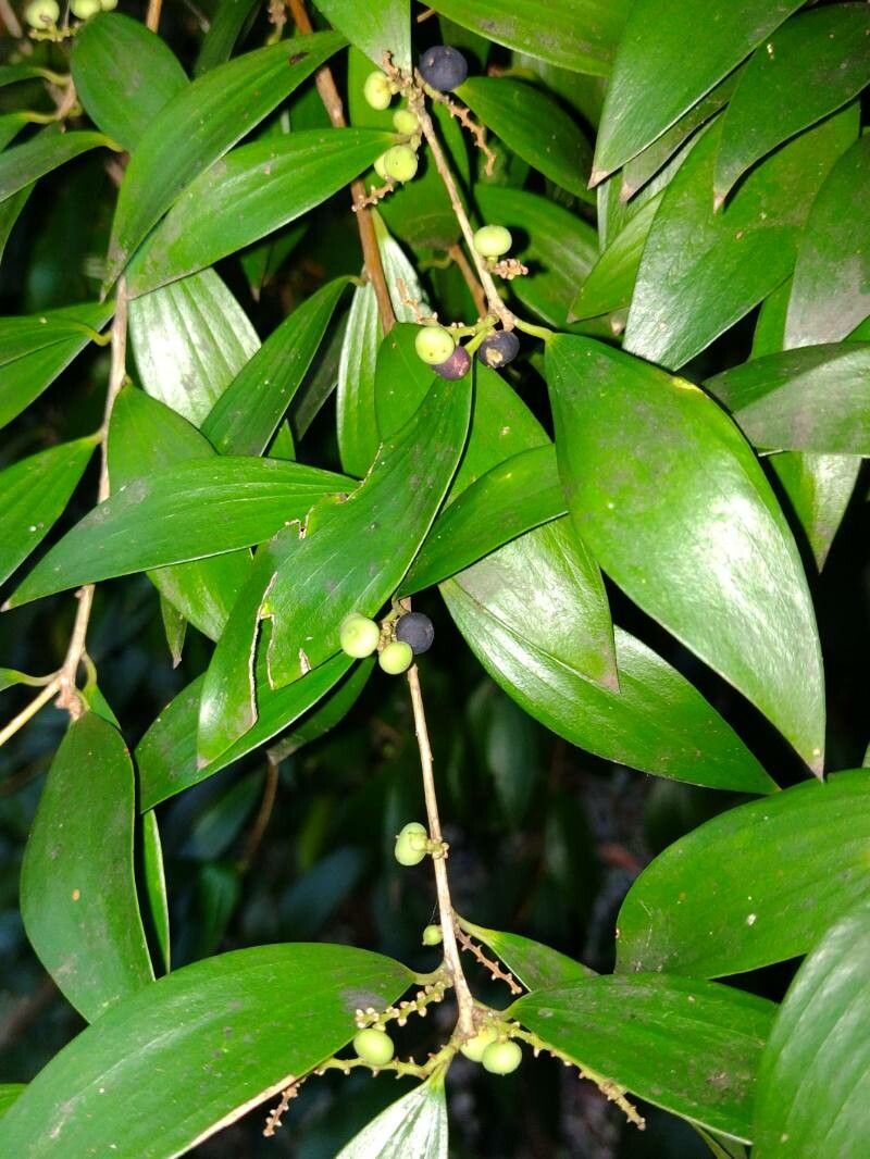 Trochocarpa laurina fruit