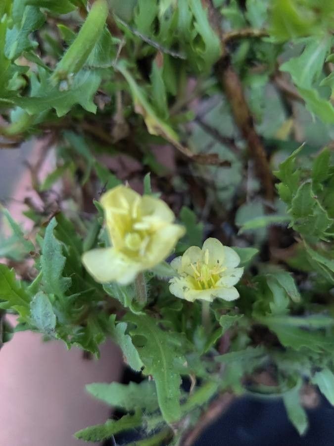Oenothera laciniata flower