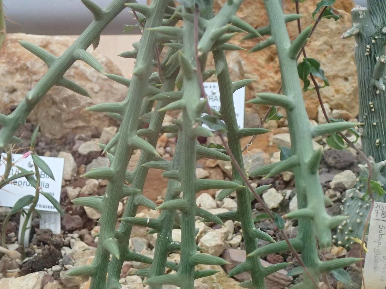 Adenia globosa habit
