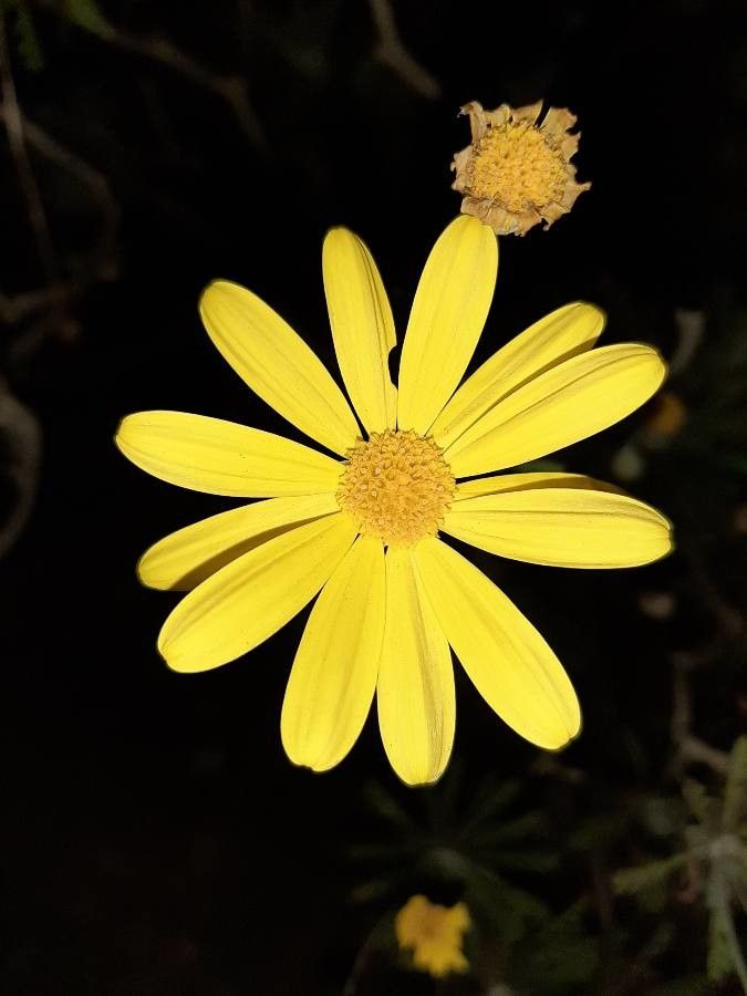 Euryops pectinatus flower