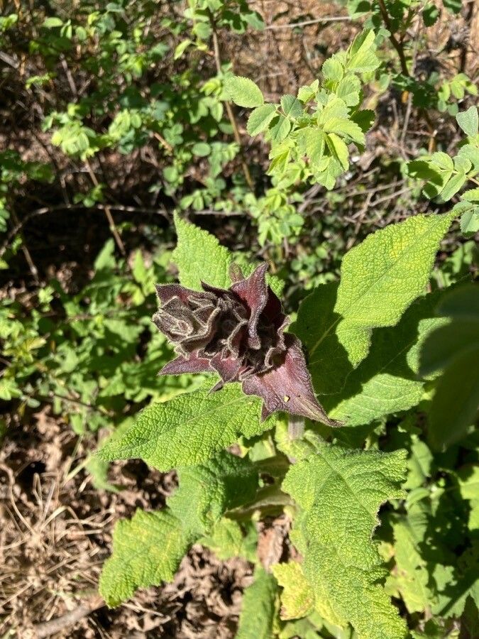 Salvia spathacea flower