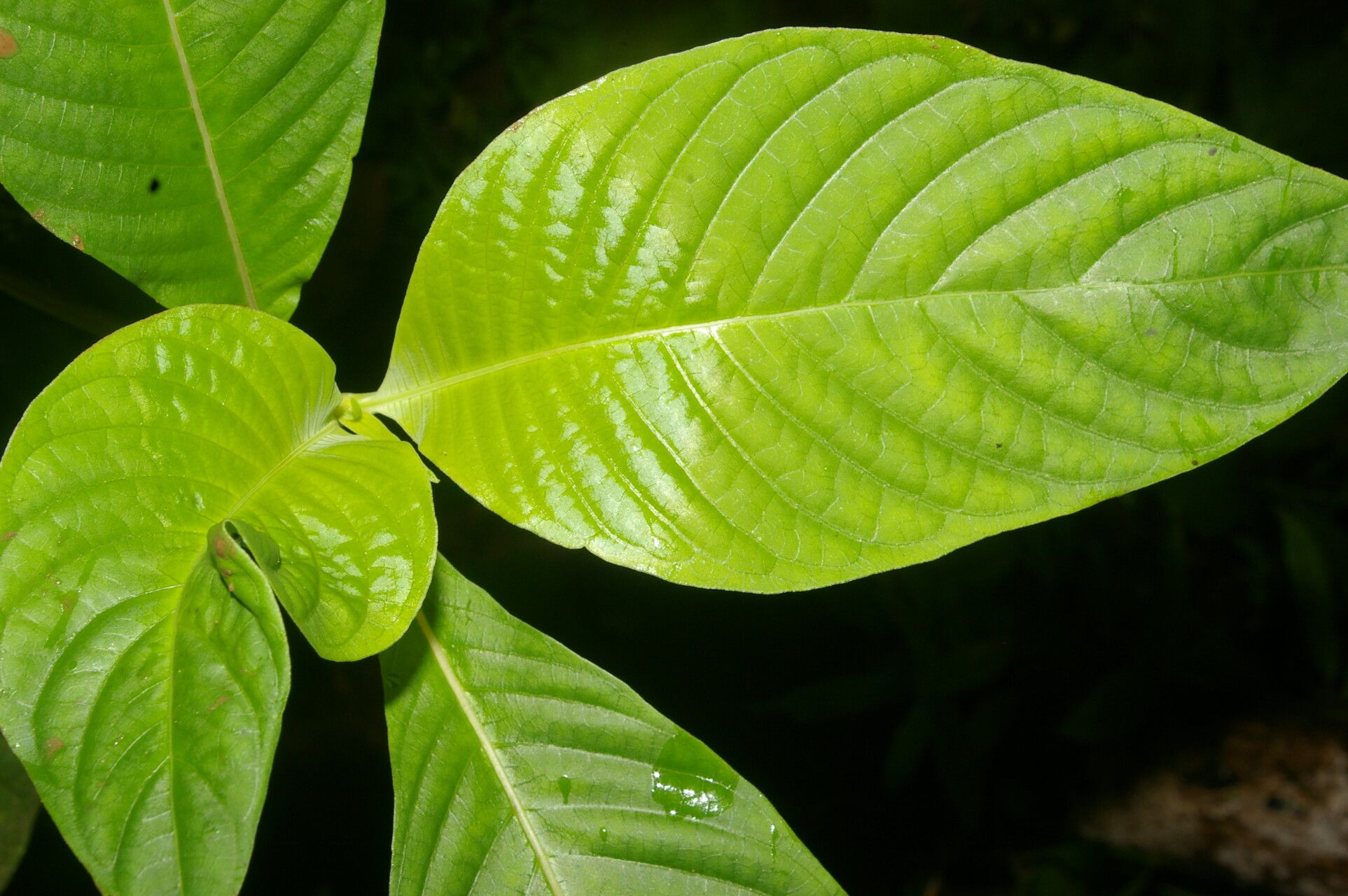 Psychotria berteroana — search result for 'Psychotria'