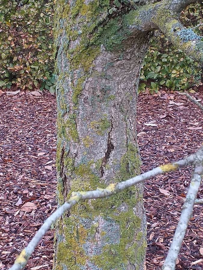 Aesculus × bushii bark