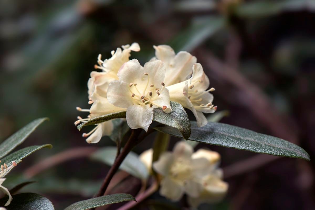 Rhododendron auritum — houseplant care guide