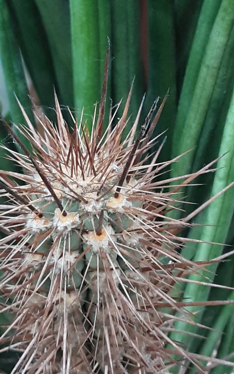 Leucostele deserticola — related species from the same genus