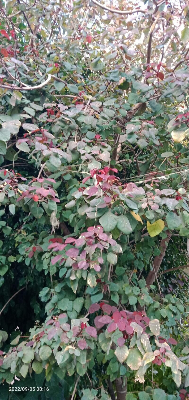 Euphorbia cotinifolia — search result for 'Euphorbia'