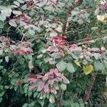 Euphorbia cotinifolia