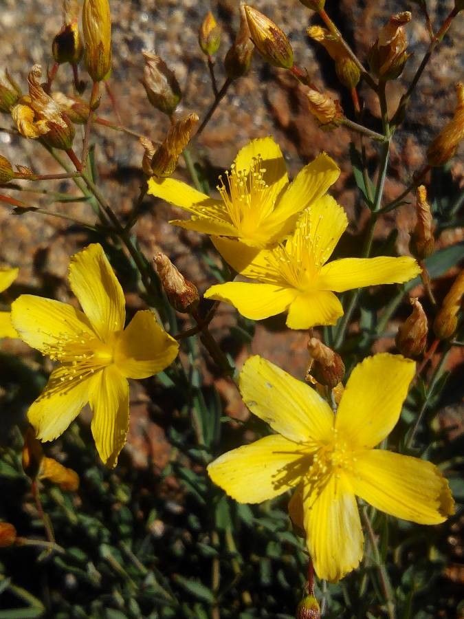 Hypericum linariifolium flower