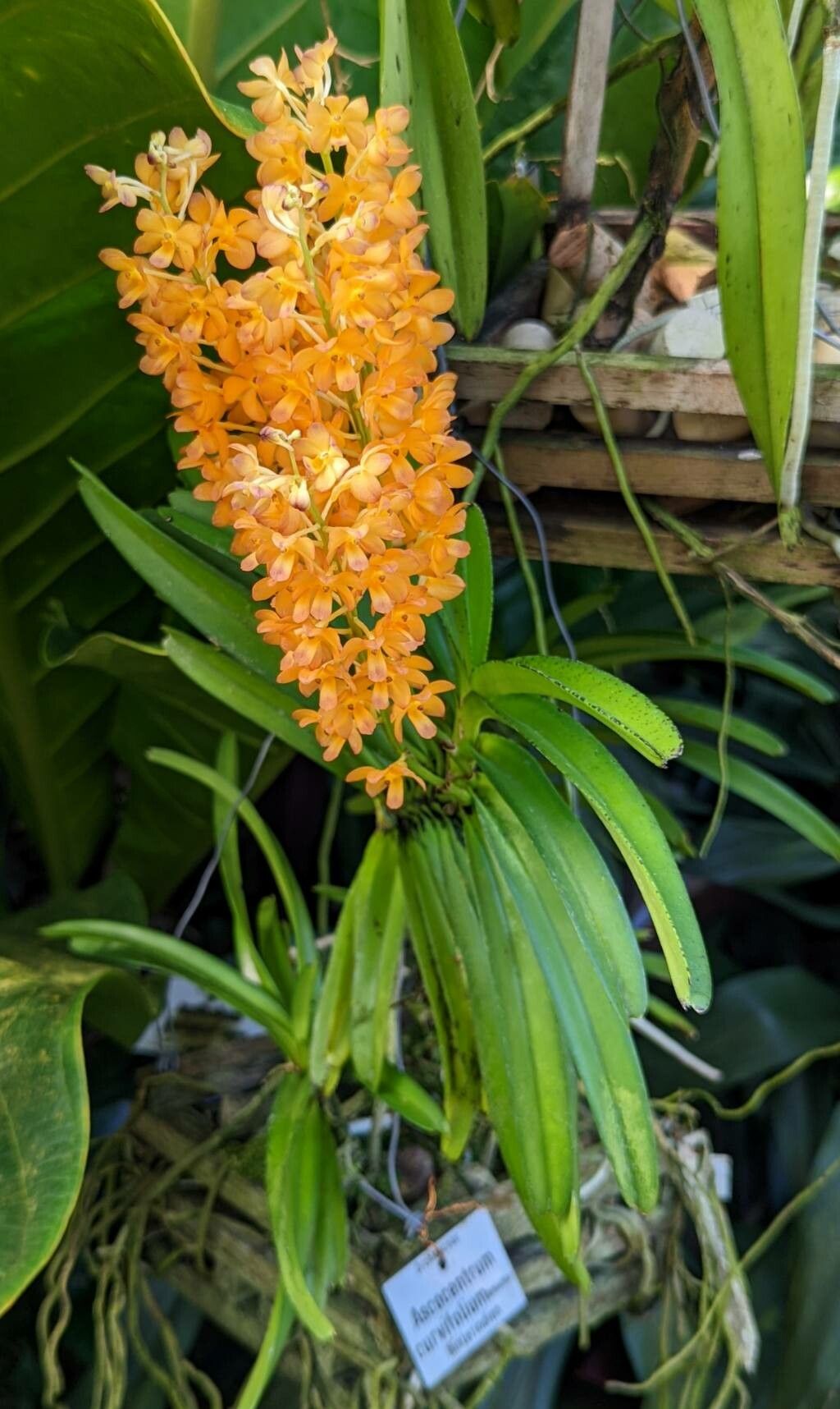Ascocentrum curvifolium flower