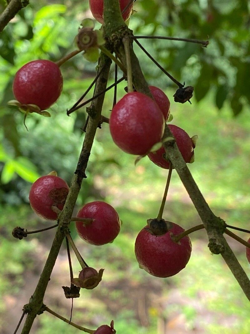 Eugenia truncata fruit
