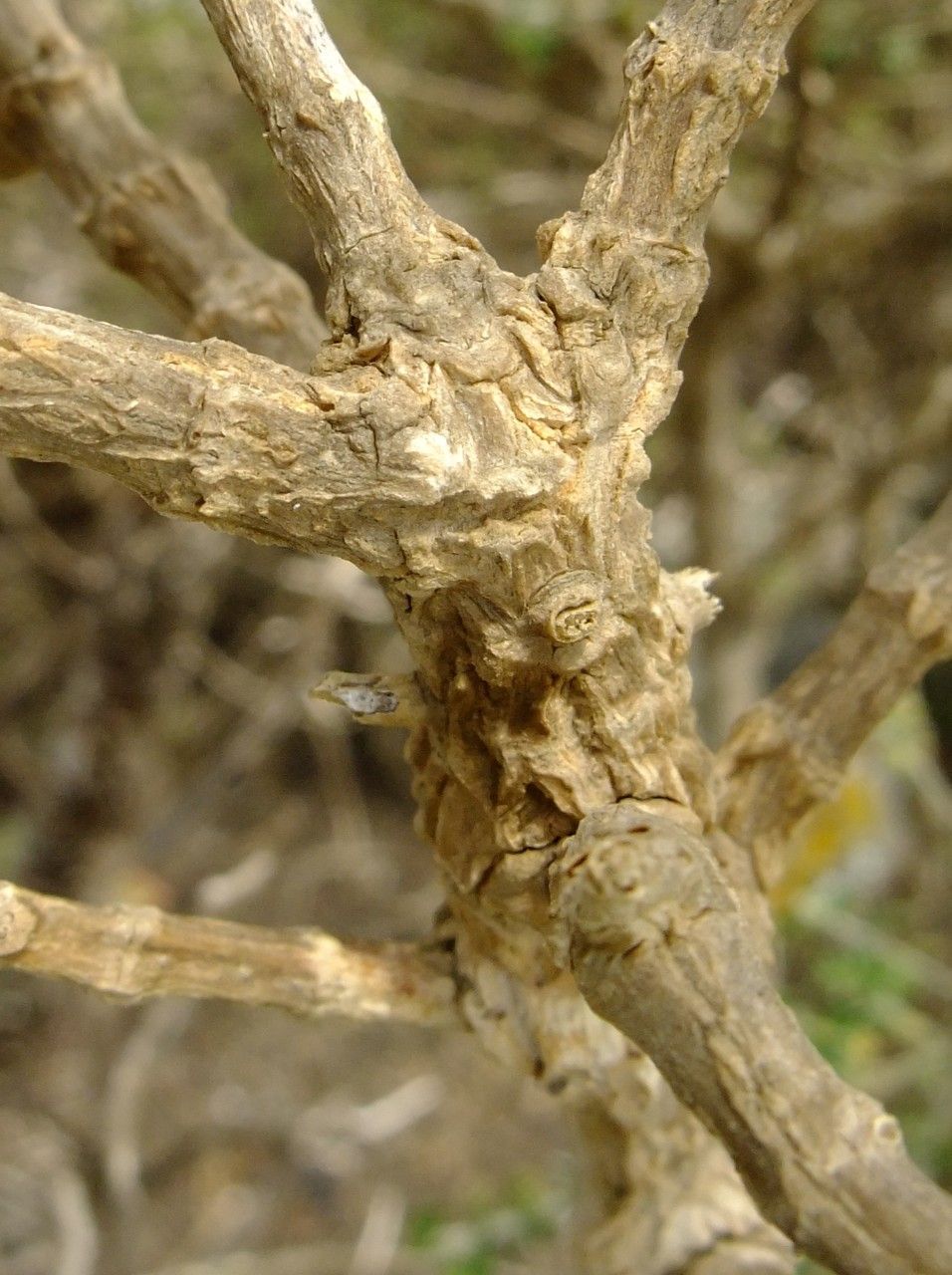 Sideritis dendrochahorra bark