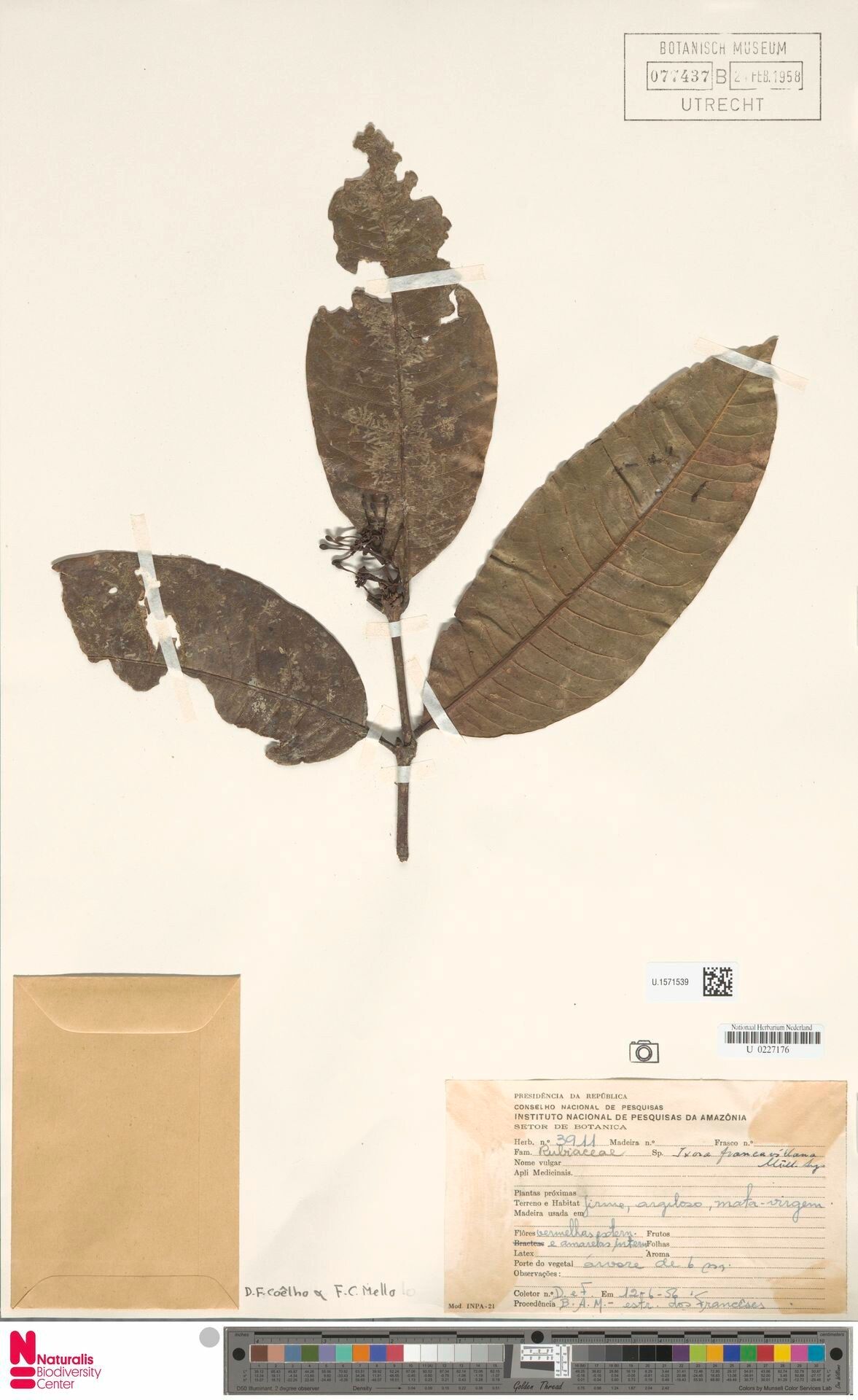 Ixora francavillana leaf