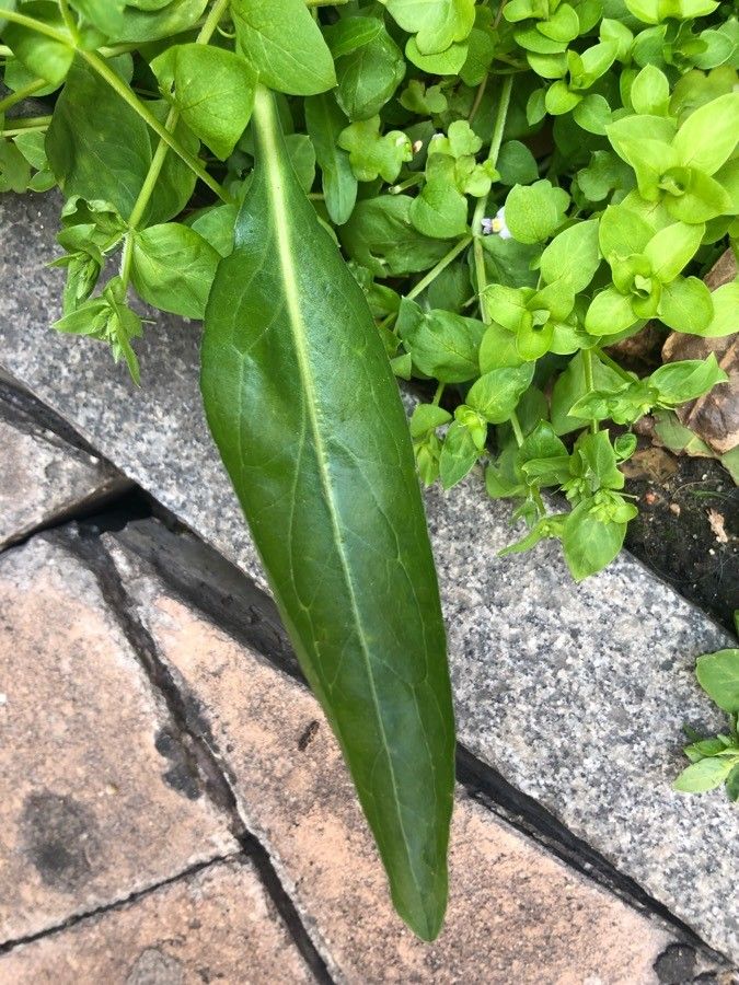 Isatis lusitanica — related species from the same genus