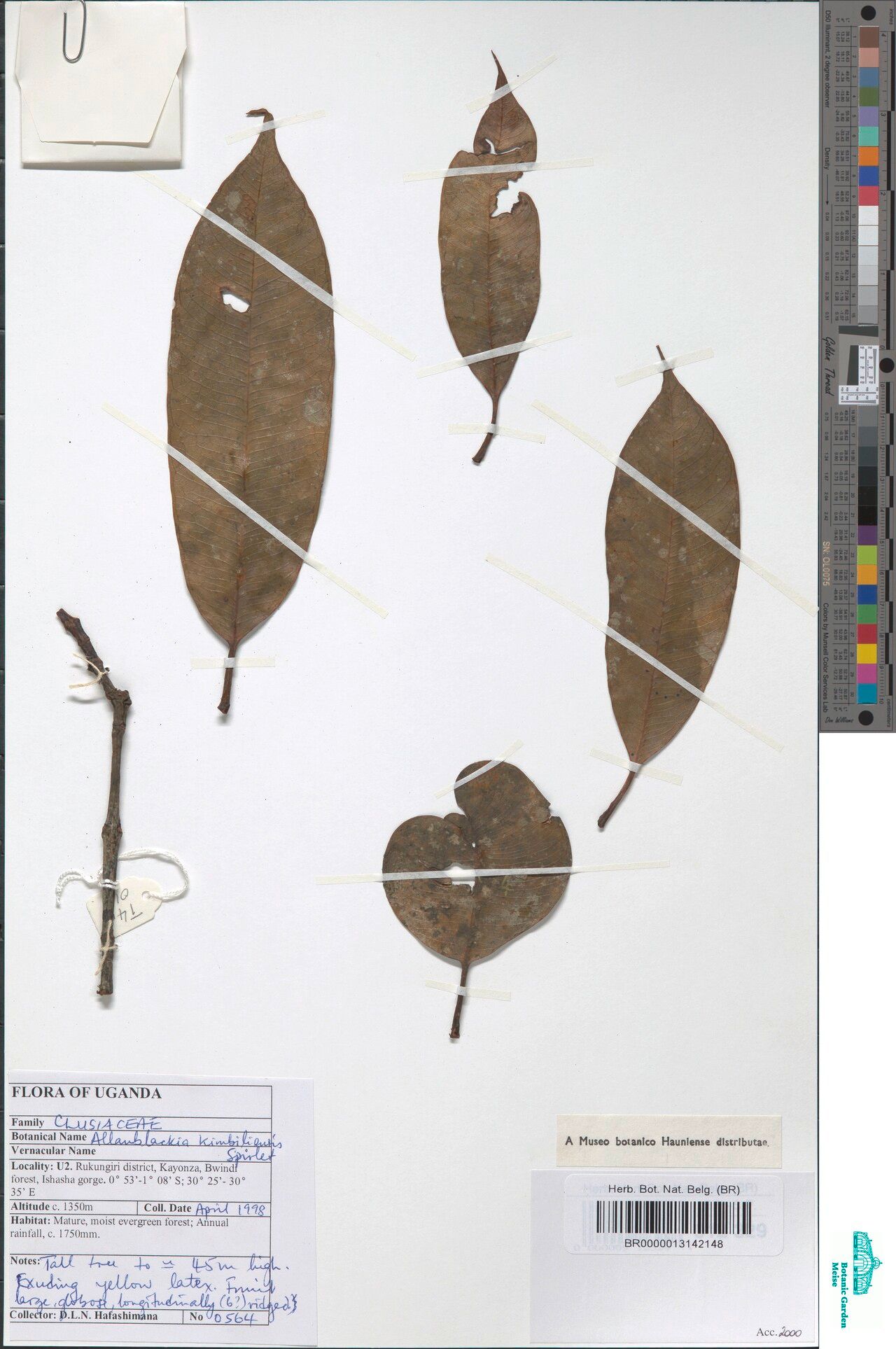 Allanblackia kimbiliensis — related species from the same genus