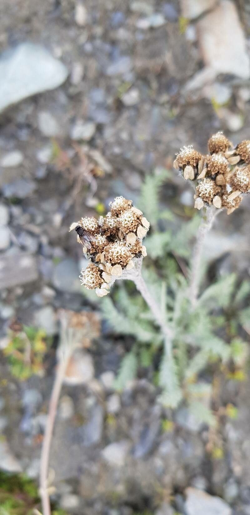 Achillea nana fruit