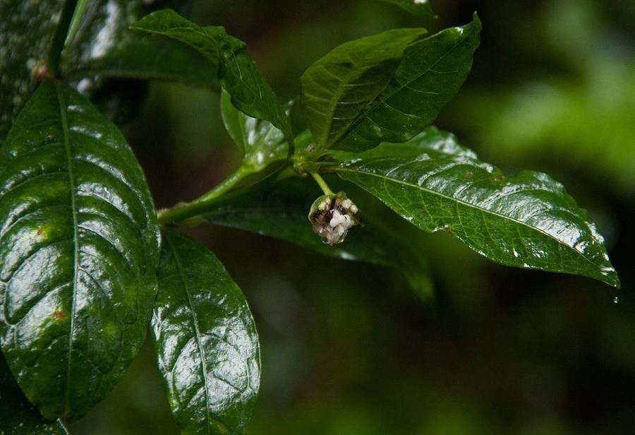 Psychotria peduncularis — houseplant care guide