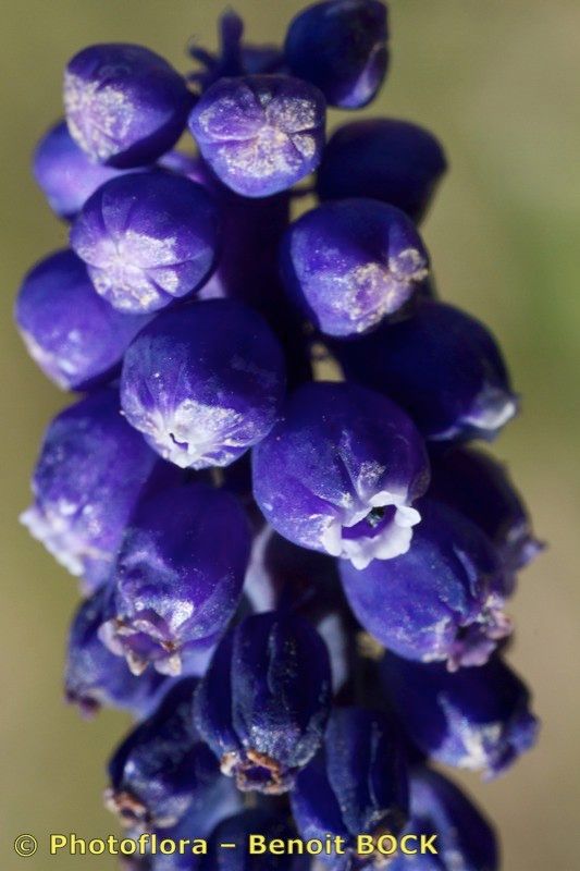 Muscari motelayi — search result for 'Muscari'