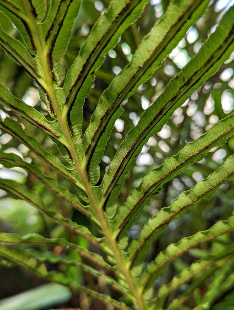 Blechnum moorei — houseplant care guide