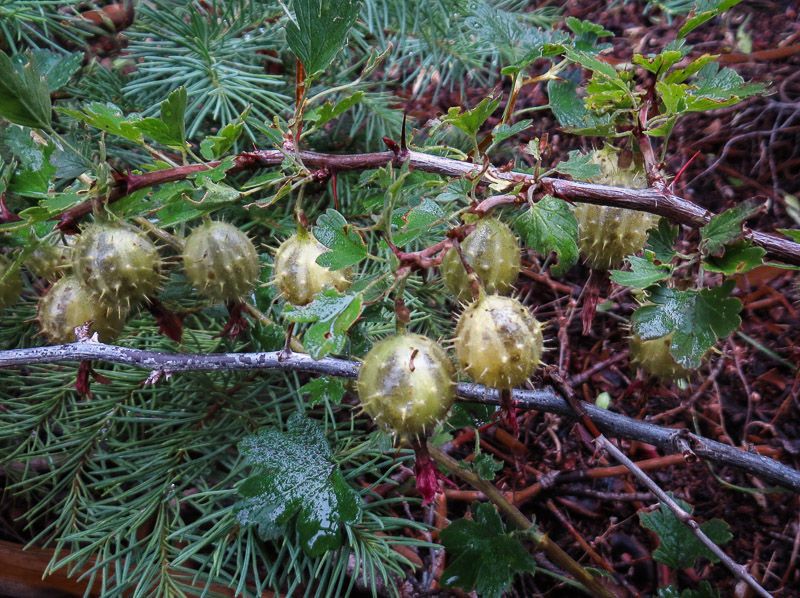 Ribes roezlii habit