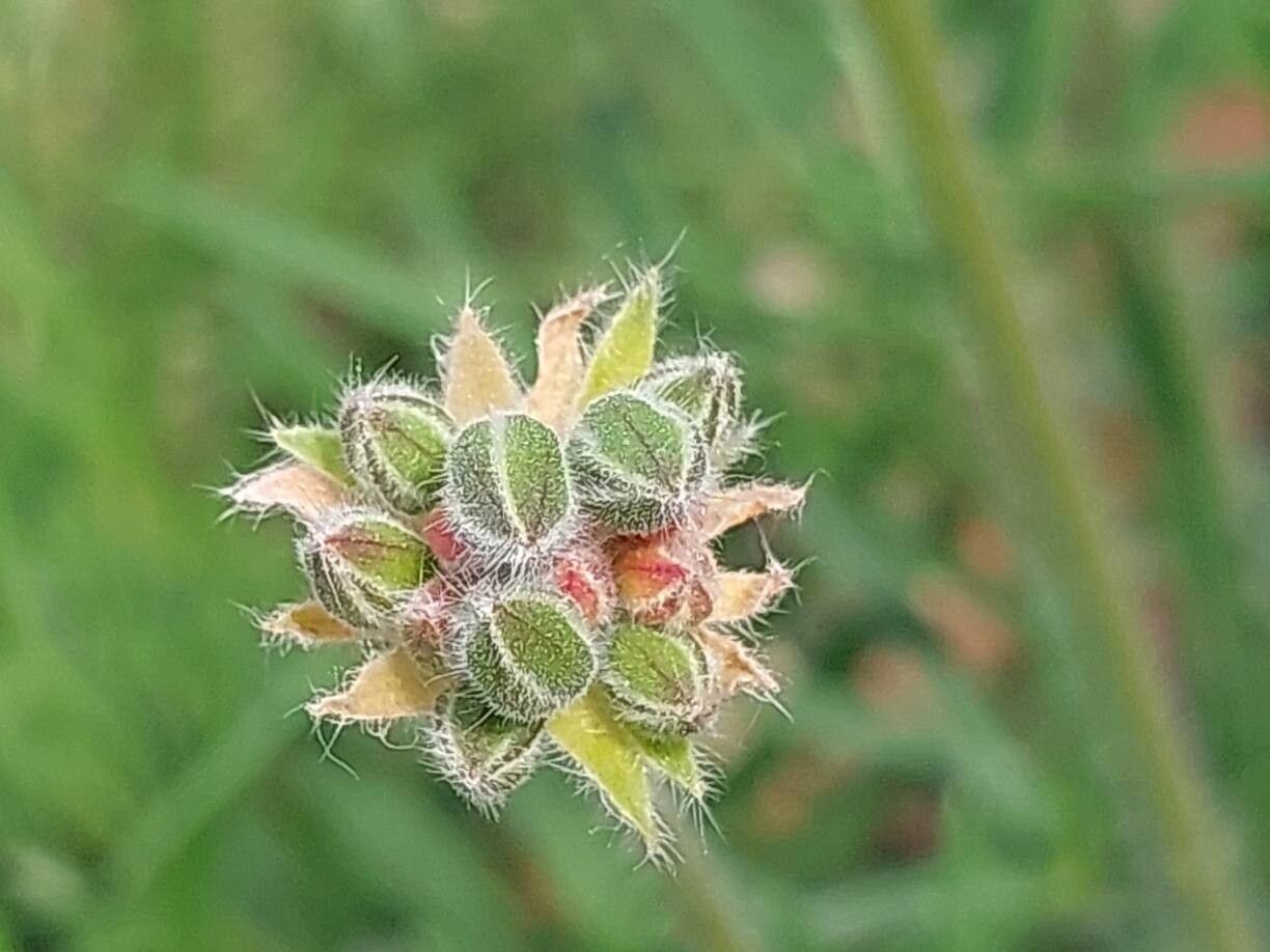 Pelargonium caffrum other