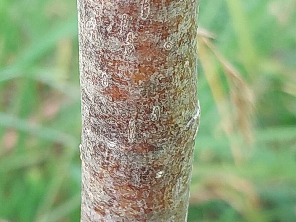 Sorbus randaiensis — houseplant care guide