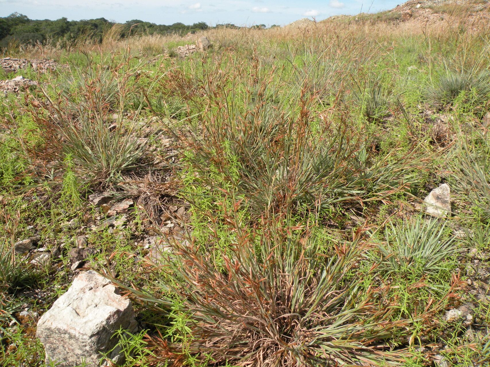 Monocymbium ceresiiforme habit