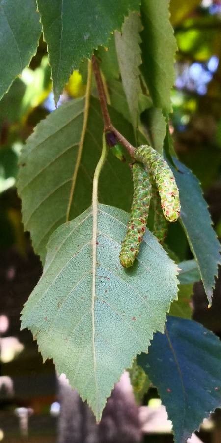 Betula papyrifera fruit