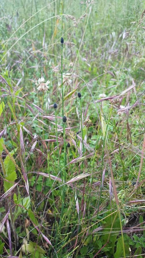 Equisetum variegatum flower