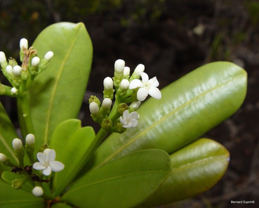 Rauvolfia sevenetii flower