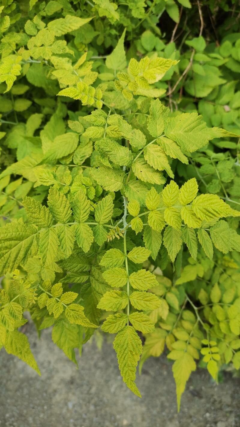 Rubus cockburnianus — search result for 'Rubus'