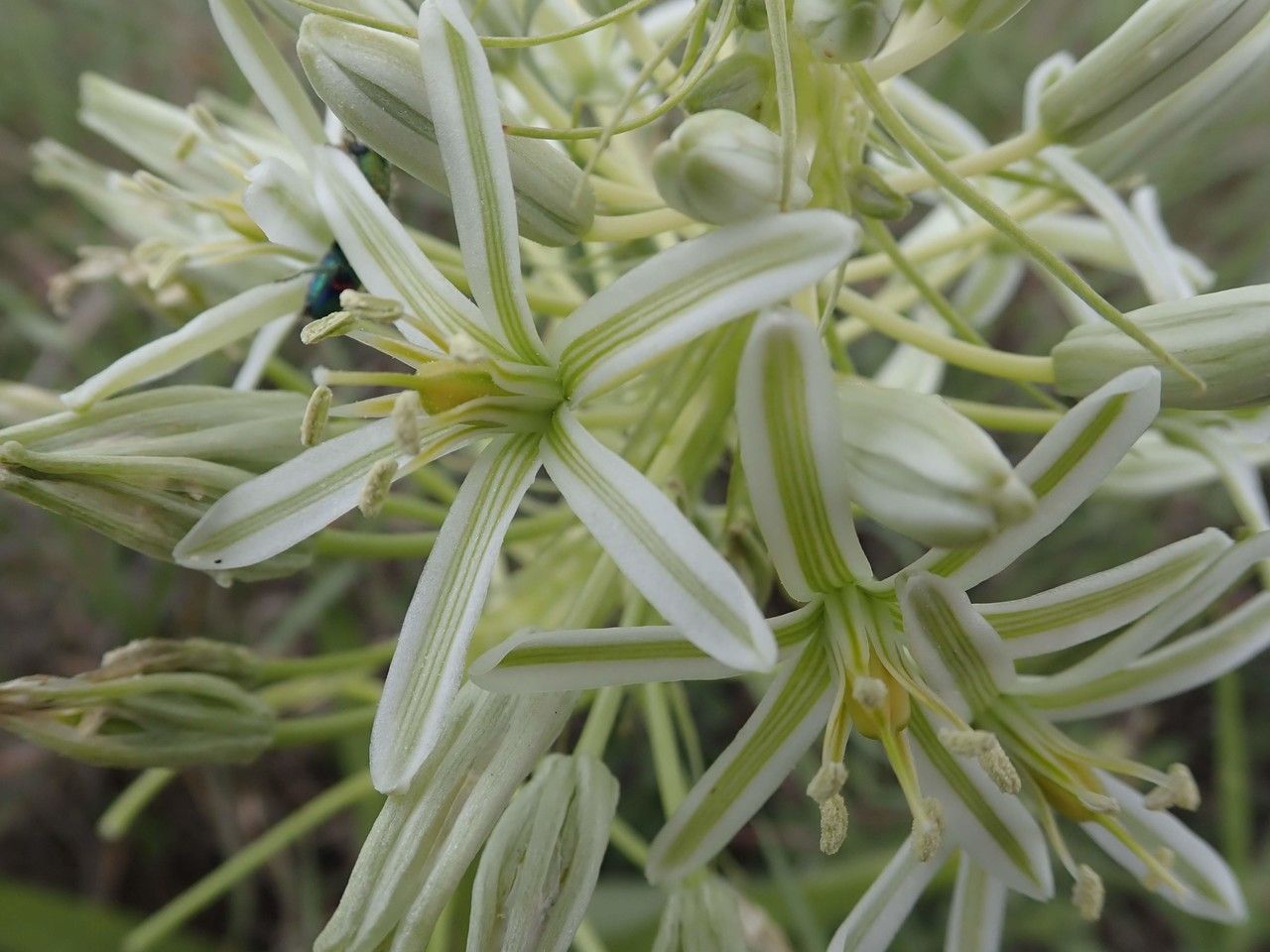 Albuca donaldsonii other