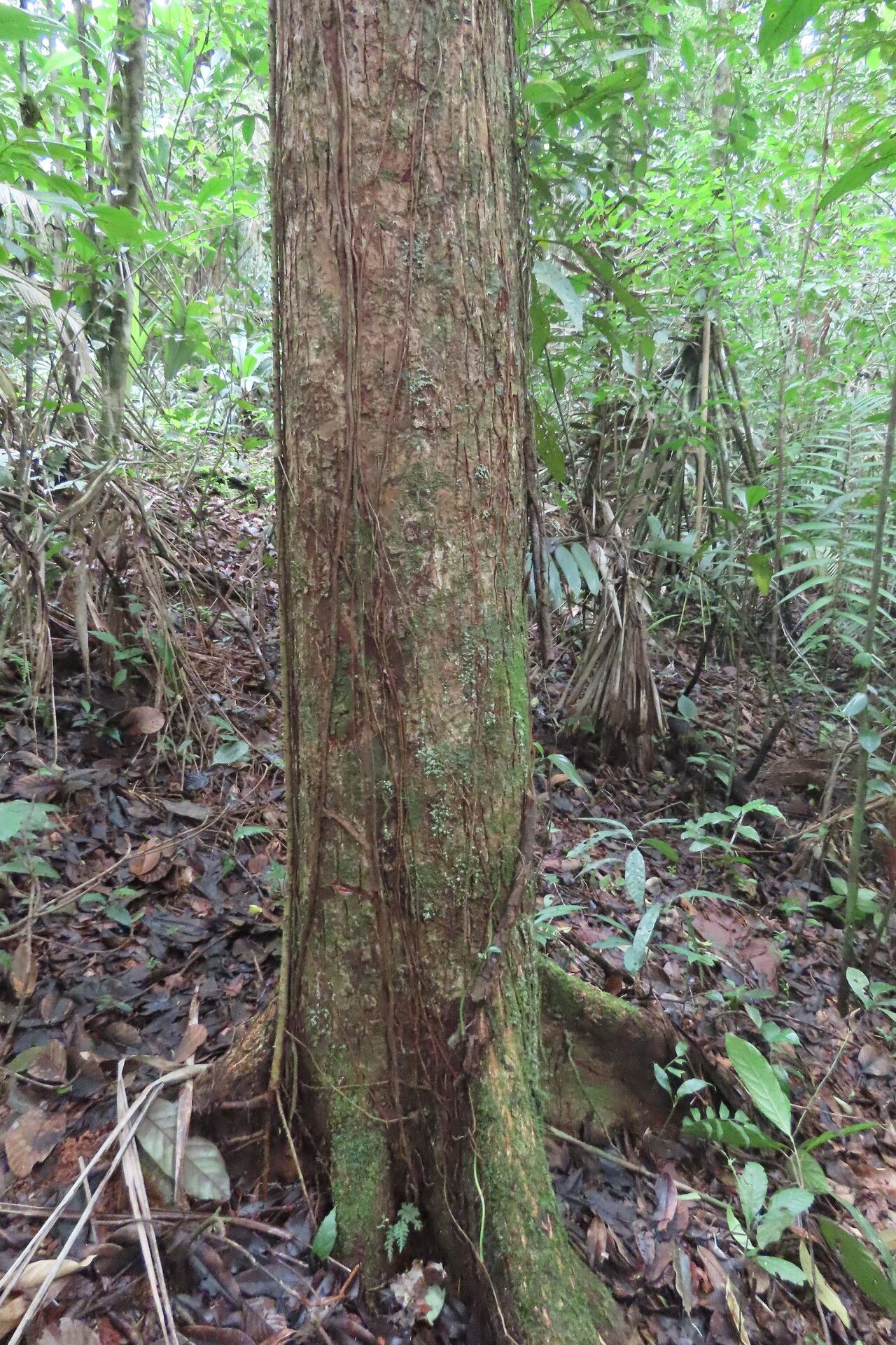Manilkara staminodella habit