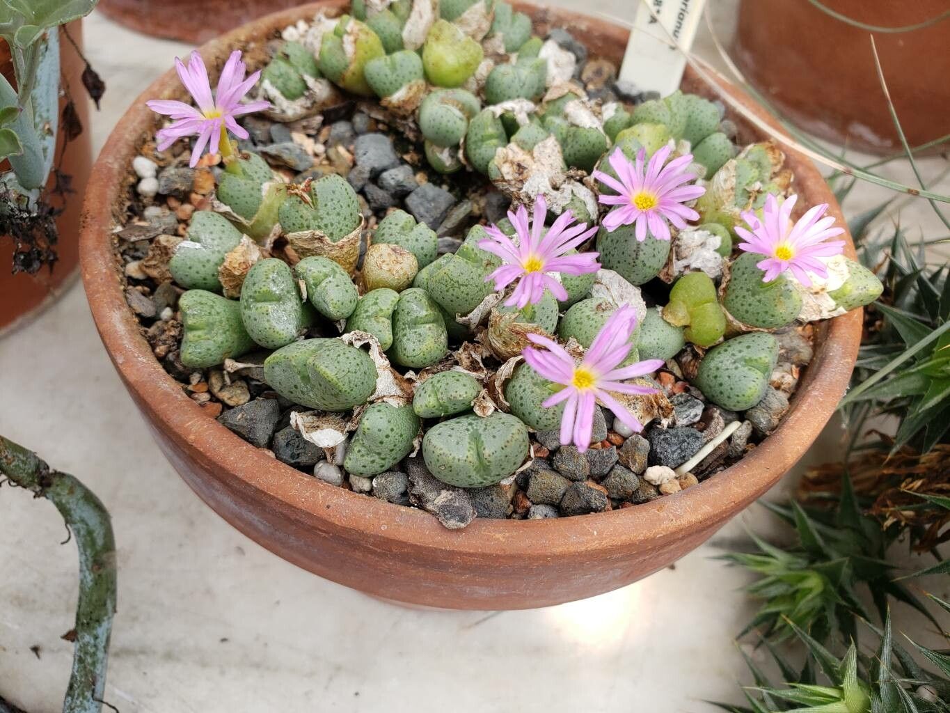 Conophytum taylorianum habit