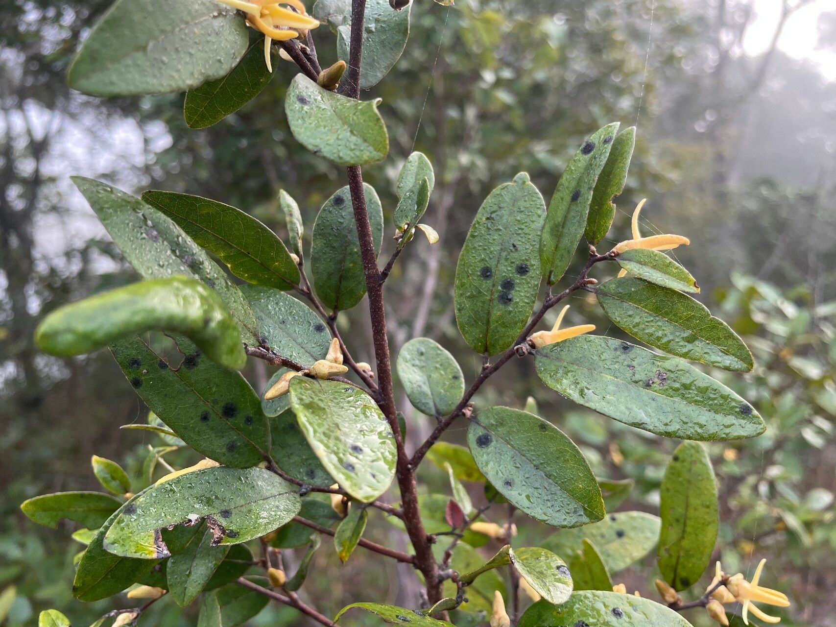 Xylopia tomentosa — houseplant care guide