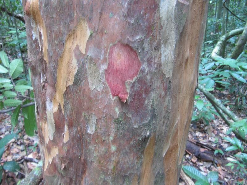 Myrcia amazonica other