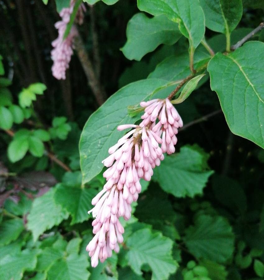 Syringa komarowii flower