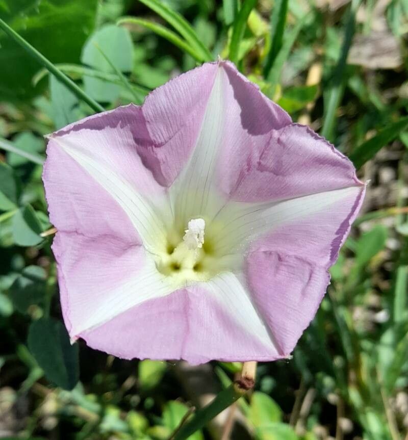 Calystegia inflata flower