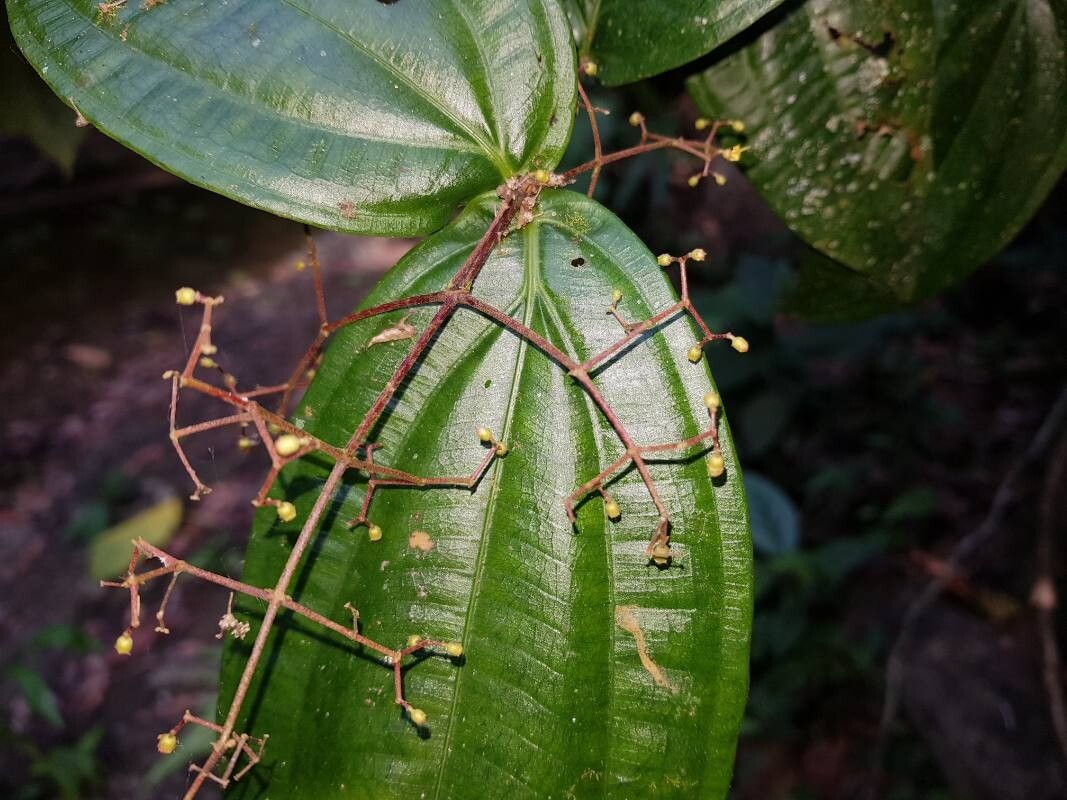 Miconia dissitiflora flower