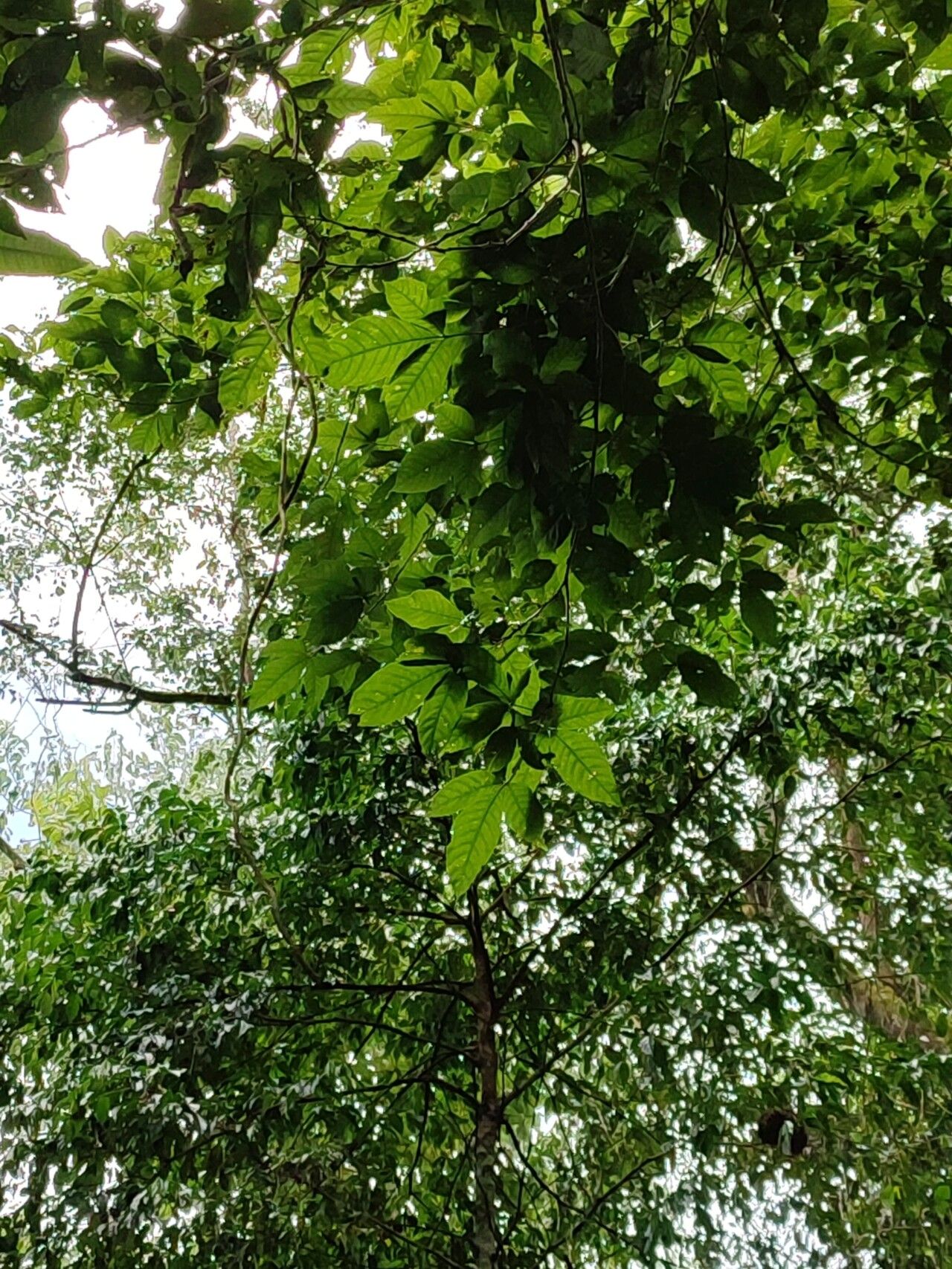 Allophylus grandifolius — houseplant care guide