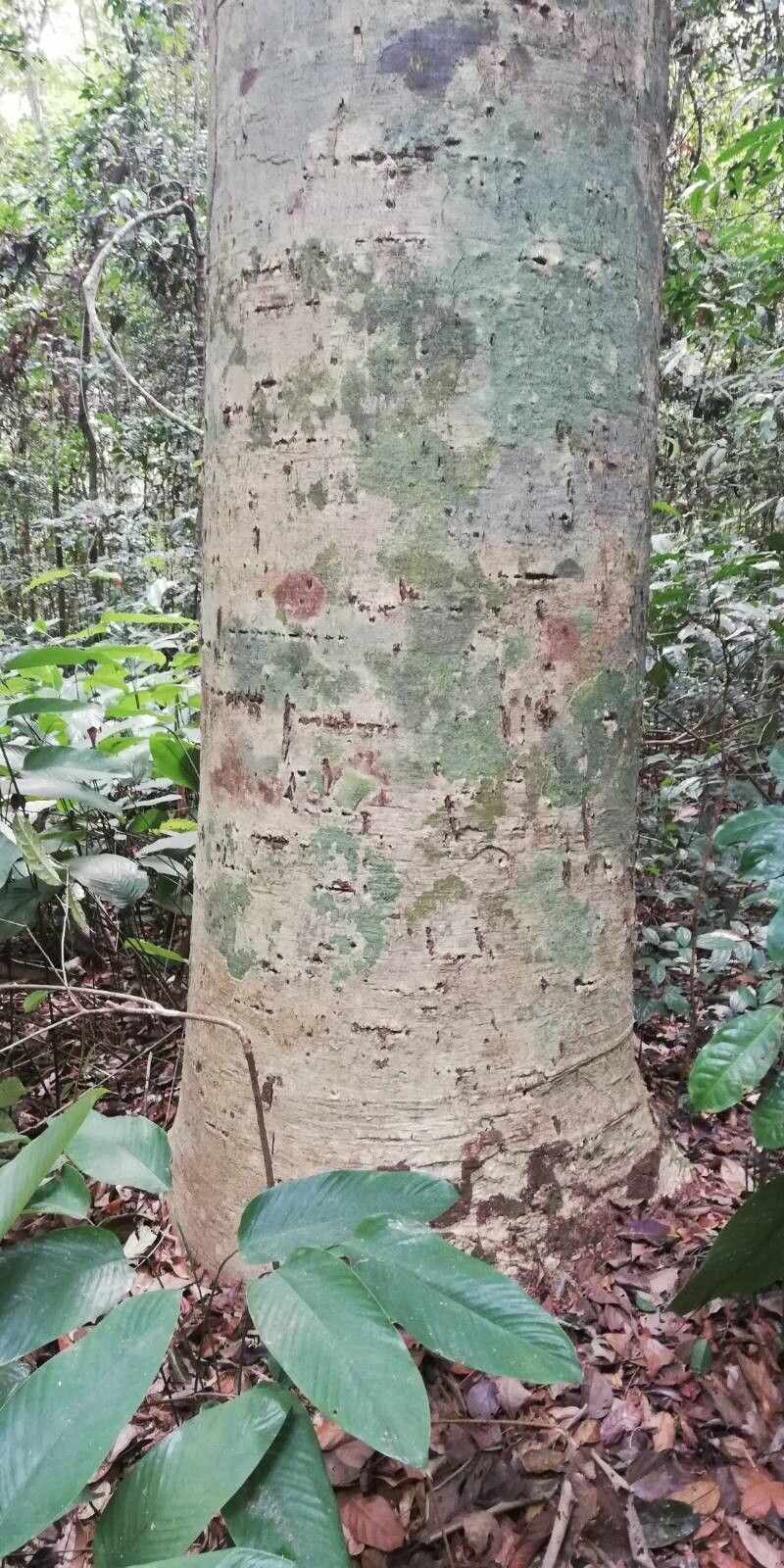 Daniellia klainei bark