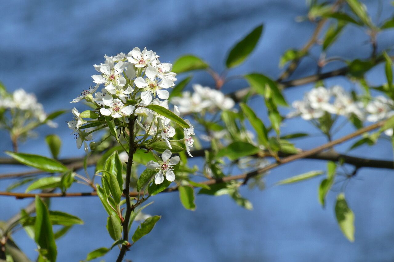 Pyrus pashia flower
