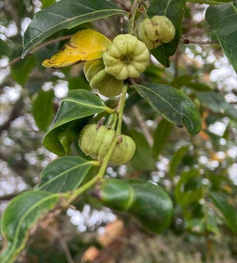 Phyllanthus billardierei fruit