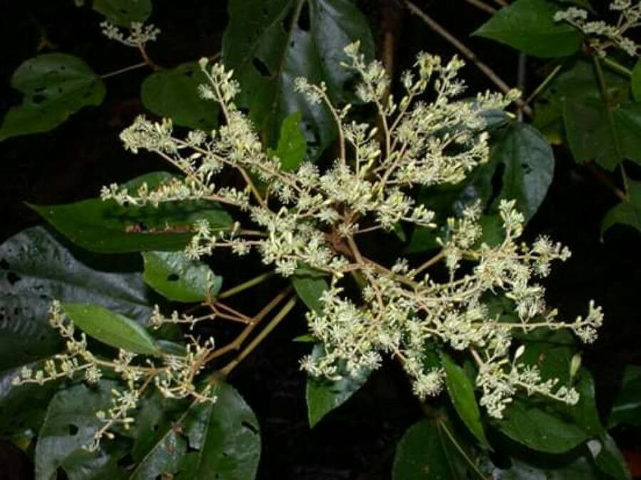 Heliocarpus appendiculatus — related species from the same genus