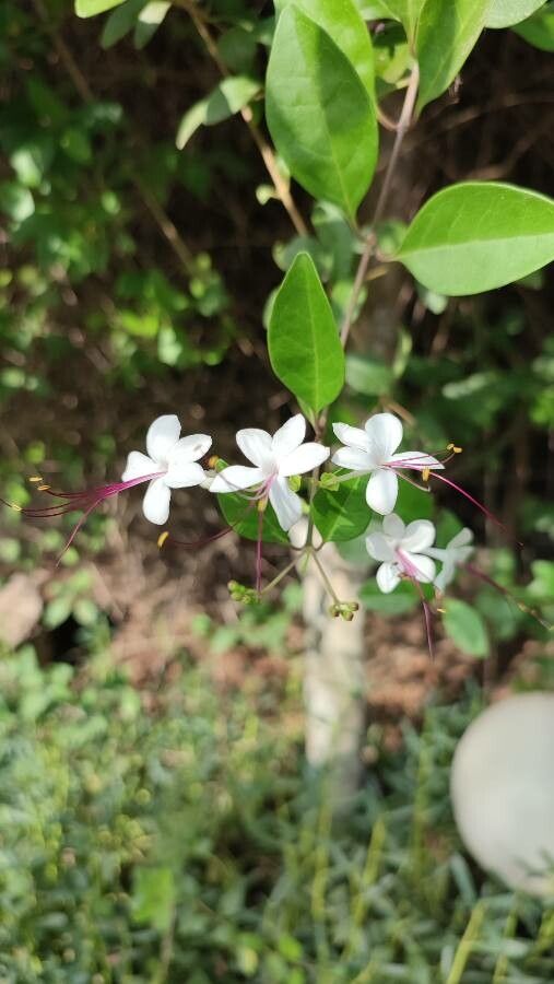 Volkameria inermis flower
