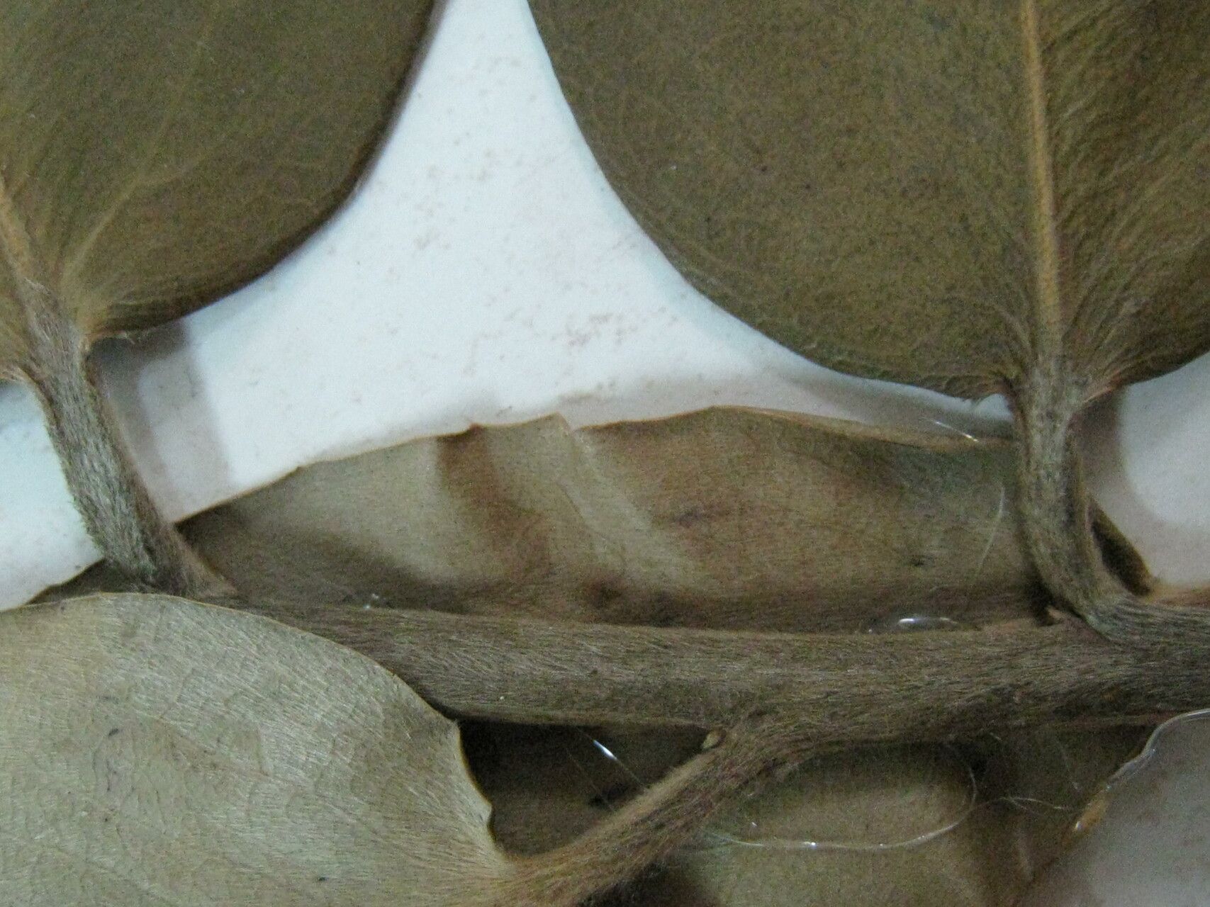 Diospyros discolor other