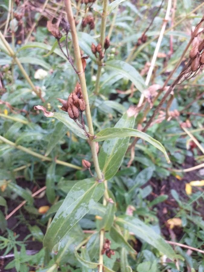 Penstemon hartwegii — search result for 'Penstemon'