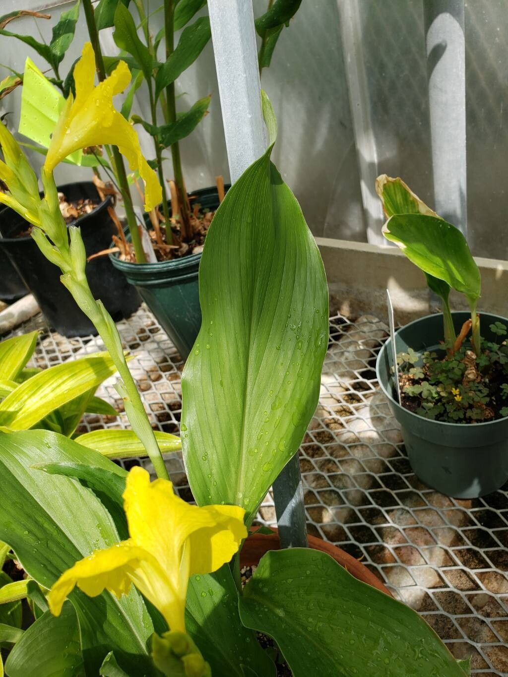 Siphonochilus kirkii leaf