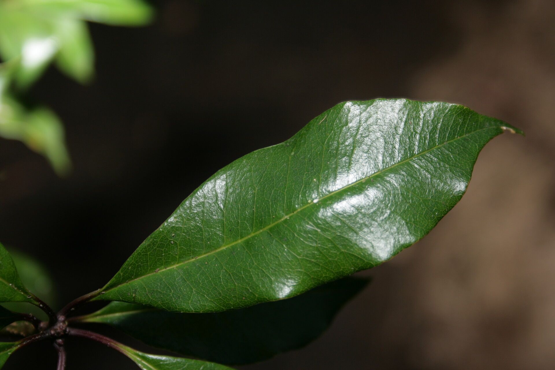 Pittosporum berberidoides leaf