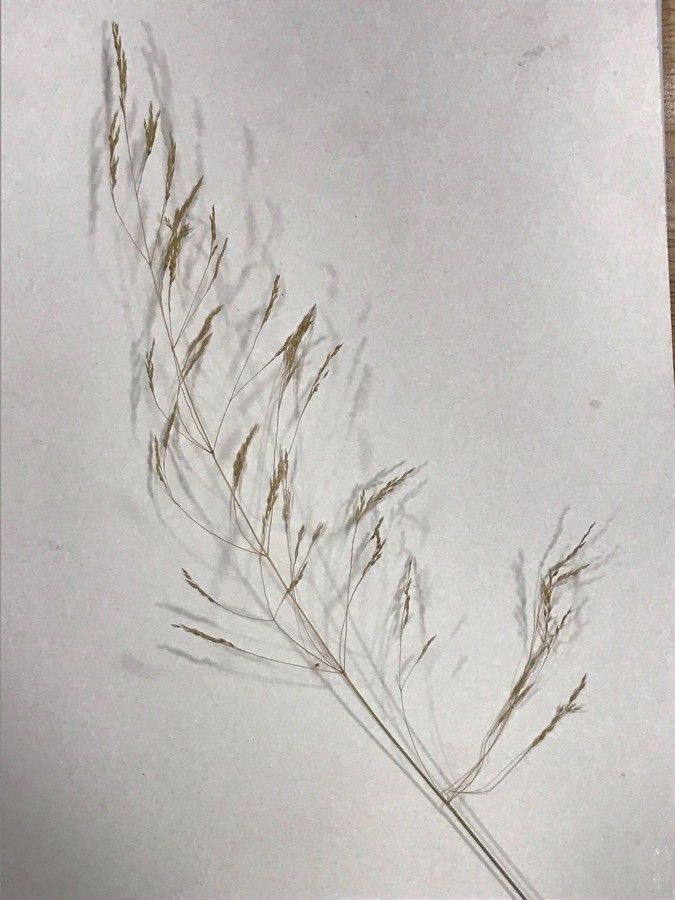 Eragrostis curvula fruit